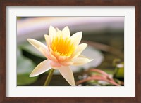 Water Lily flower, Ayuthaya, Thailand Fine Art Print