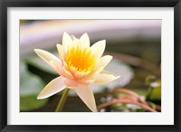 Water Lily flower, Ayuthaya, Thailand Fine Art Print