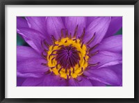 Purple and Yellow Lotus Flower, Bangkok, Thailand Fine Art Print