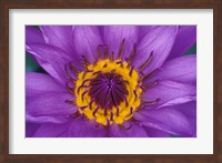 Purple and Yellow Lotus Flower, Bangkok, Thailand Fine Art Print