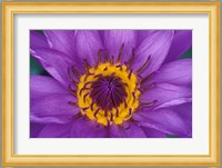 Purple and Yellow Lotus Flower, Bangkok, Thailand Fine Art Print