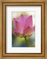 Bloom of Lotus Flower, Bangkok, Thailand Fine Art Print