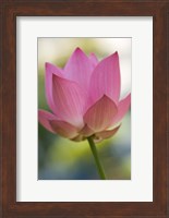 Bloom of Lotus Flower, Bangkok, Thailand Fine Art Print