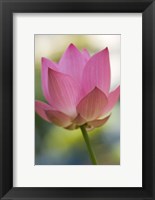 Bloom of Lotus Flower, Bangkok, Thailand Fine Art Print