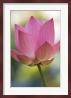 Bloom of Lotus Flower, Bangkok, Thailand Fine Art Print