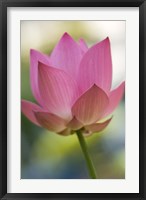 Bloom of Lotus Flower, Bangkok, Thailand Fine Art Print