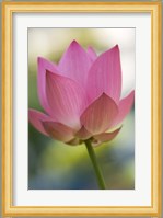 Bloom of Lotus Flower, Bangkok, Thailand Fine Art Print