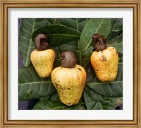 Cashew Nuts, Thailand Fine Art Print