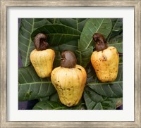 Cashew Nuts, Thailand Fine Art Print