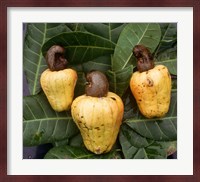 Cashew Nuts, Thailand Fine Art Print