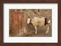 Donkey and Cobbled Streets, Mardin, Turkey Fine Art Print