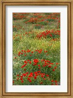 Red Poppy Field in Central Turkey during springtime bloom Fine Art Print