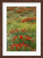 Red Poppy Field in Central Turkey during springtime bloom Fine Art Print
