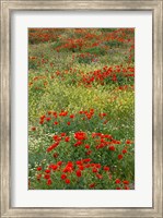 Red Poppy Field in Central Turkey during springtime bloom Fine Art Print