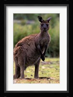 Western Grey Kangaroo in its Brown Phase, Australia Fine Art Print