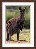 Western Grey Kangaroo in its Brown Phase, Australia Fine Art Print