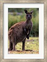 Western Grey Kangaroo in its Brown Phase, Australia Fine Art Print
