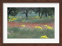 Rural Landscape and Wildflowers, Cappadocia, Turkey Fine Art Print