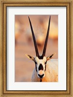 Arabian Oryx wildlife on Sir Bani Yas Island, UAE Fine Art Print