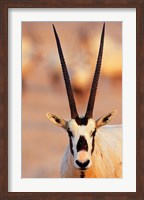 Arabian Oryx wildlife on Sir Bani Yas Island, UAE Fine Art Print