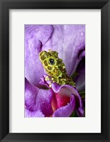 Close-up of mossy tree frog on flower, Vietnam Fine Art Print