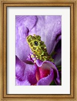 Close-up of mossy tree frog on flower, Vietnam Fine Art Print