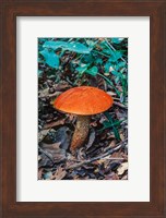 Orange Wild Mushroom Fine Art Print