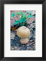 Wild Mushroom Growing in Forest Fine Art Print