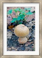 Wild Mushroom Growing in Forest Fine Art Print