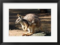 Kangaroo, Taronga Zoo, Sydney, Australia Fine Art Print