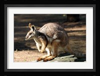 Kangaroo, Taronga Zoo, Sydney, Australia Fine Art Print