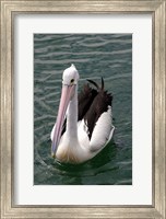 Pelican, Sydney Harbor, Australia Fine Art Print