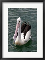 Pelican, Sydney Harbor, Australia Fine Art Print