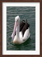 Pelican, Sydney Harbor, Australia Fine Art Print