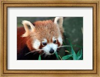 Red Panda, Taronga Zoo, Sydney, Australia Fine Art Print