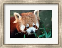 Red Panda, Taronga Zoo, Sydney, Australia Fine Art Print