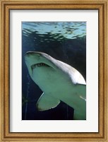 Shark at Manly Aquarium, Sydney, Australia Fine Art Print