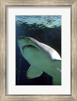 Shark at Manly Aquarium, Sydney, Australia Fine Art Print