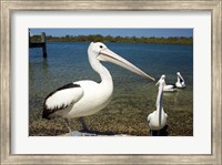 Australian Pelican, Australia Fine Art Print