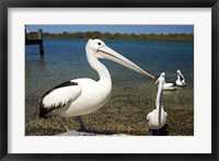 Australian Pelican, Australia Fine Art Print
