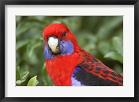 Crimson Rosellas, O'Reilly's Rainforest, Lamington National Park, Queensland, Australia Fine Art Print