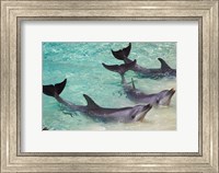 Dolphins, Sea World, Gold Coast, Queensland, Australia Fine Art Print