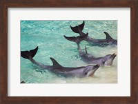 Dolphins, Sea World, Gold Coast, Queensland, Australia Fine Art Print