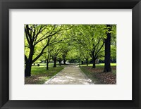 Pathway and Trees, Kings Domain, Melbourne, Victoria, Australia Fine Art Print