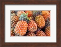 Pineapples, Sunshine Coast, Queensland, Australia Fine Art Print
