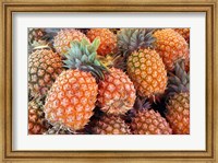 Pineapples, Sunshine Coast, Queensland, Australia Fine Art Print