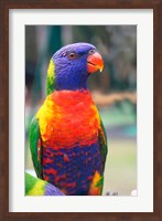 Rainbow Lorikeet, Australia (side view) Fine Art Print
