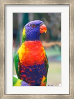 Rainbow Lorikeet, Australia (side view) Fine Art Print