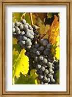 Red Grapes, Boynton's of Bright Vineyard, near Bright, Victoria, Australia Fine Art Print