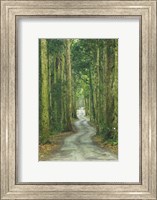 Road through Rainforest, Lamington National Park, Gold Coast Hinterland, Queensland, Australia Fine Art Print